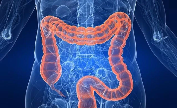 Glutamine for gut health